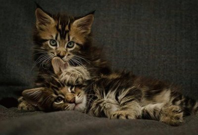 animal: chatons