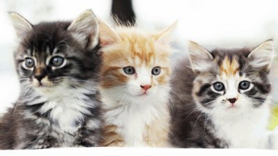 animaux: chatons