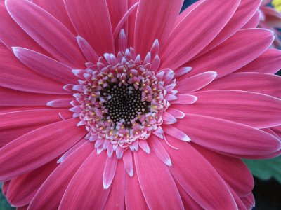 Gerbera Daisy