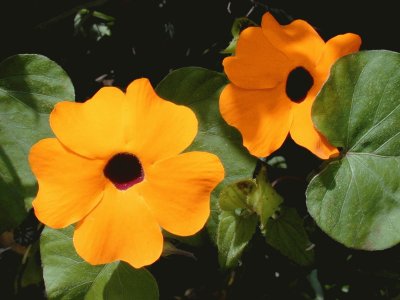 thunbergia