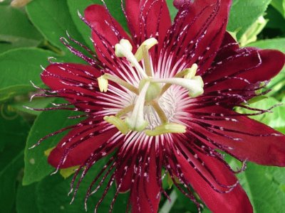 passiflora