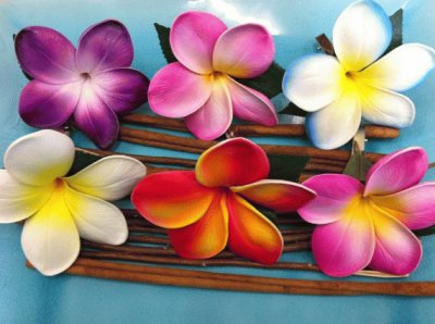 Plumeria Flower