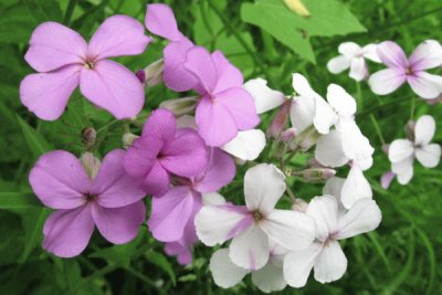 hesperis