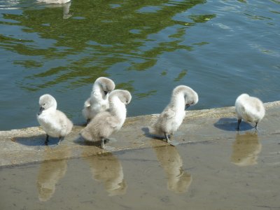 Swan and cygnets