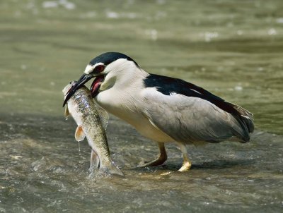 gaviota