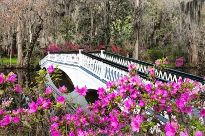 White Bridge and Pink Flowers in Forest