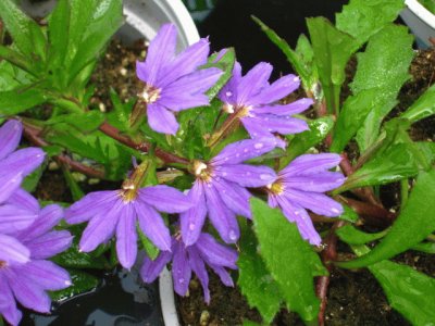 scaevola