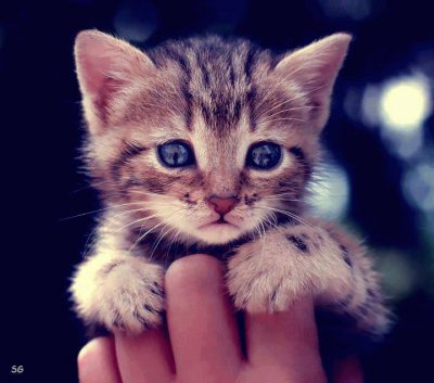 animaux: chaton