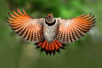 animaux: rapace