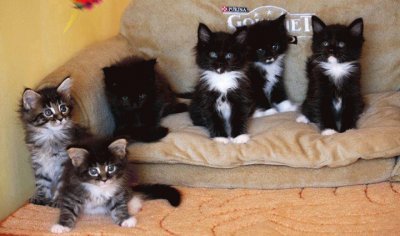 animaux: chatons