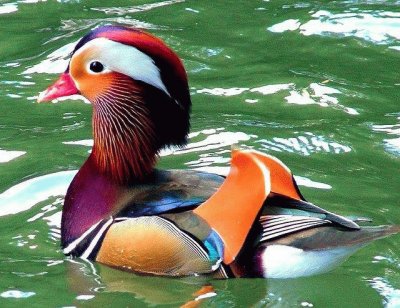 animaux: canard