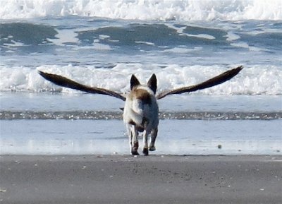 PERRITO DESPEGANDO...