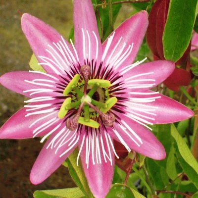 passiflore victoria