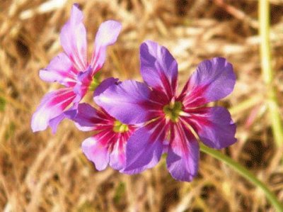 - flor do deserto do atacama