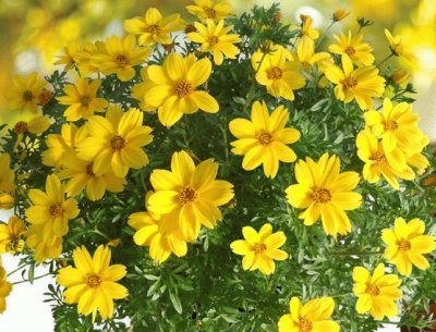 bidens