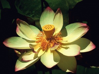 fleurs: lotus