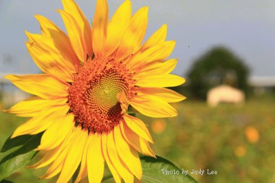 Sun flower