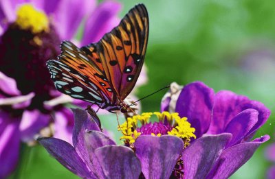 Butterfly on Vibrant Purple Flower