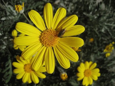 arnica