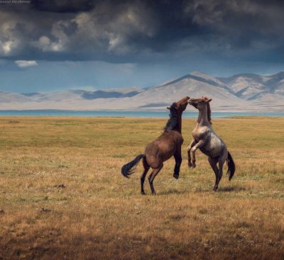 DANZA DE CABALLOS