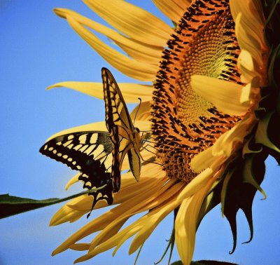 Sunflower  Butterfly