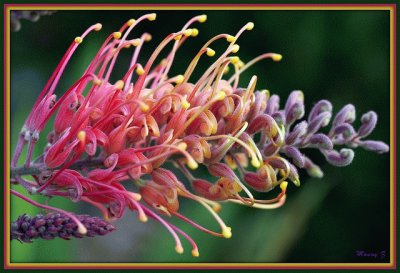 Grevillea Superba