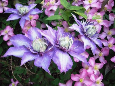 Clematis