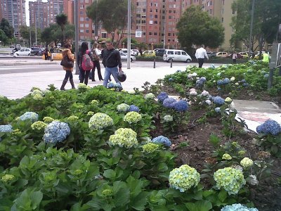 FLORES  COLOMBIANAS