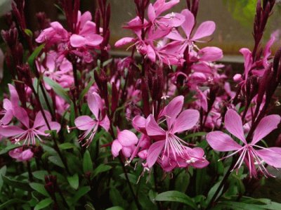 gaura