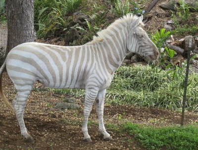 - zebra albina