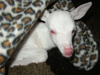 - animais albino....