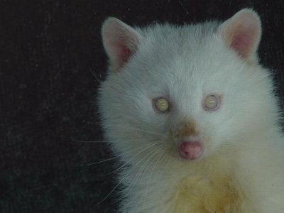 - animais albino!