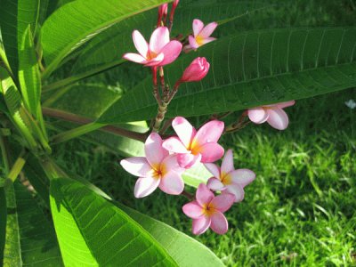 fleurs des iles