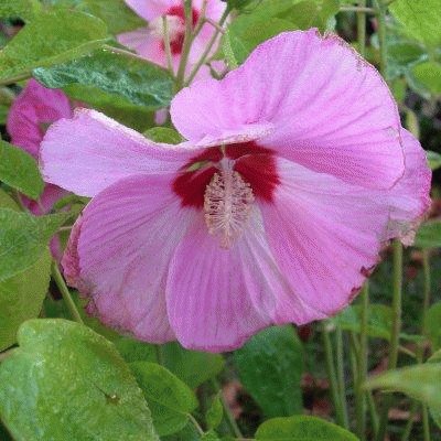 hibiscus geant