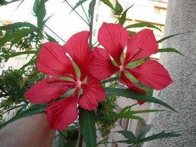 hibiscus