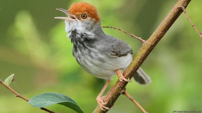 PÃJARO SASTRE CAMBOYANO.