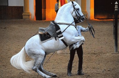 caballo de escuela andaluza