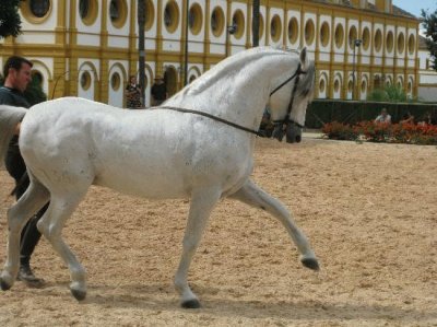 caballo escuela