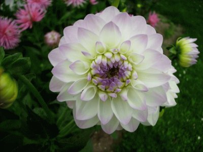 dahlia