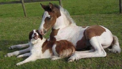 animaux: chien et cheval