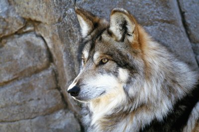 animaux: loup