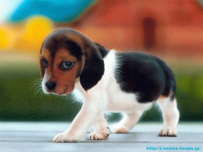 animaux: chien beagle