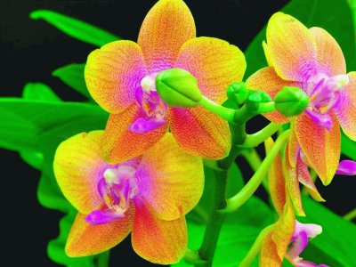 fleurs: orchidÃ©es