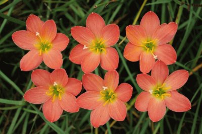 zephyranthes