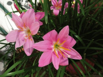 zephyranthes