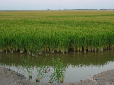 arrozales