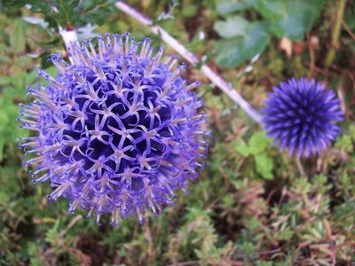 echinops