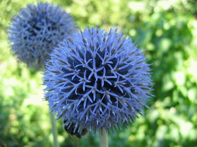 echinops