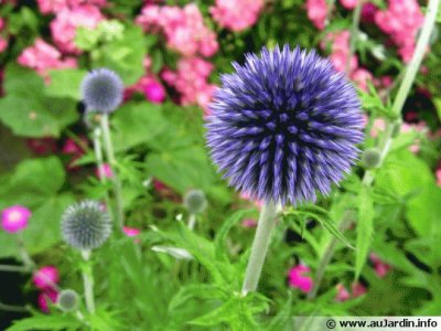 echinops