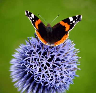 echinops